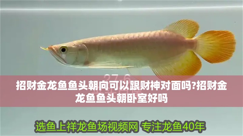 招財金龍魚魚頭朝向可以跟財神對面嗎?招財金龍魚魚頭朝臥室好嗎
