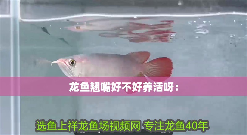 龍魚翹嘴好不好養活呀：