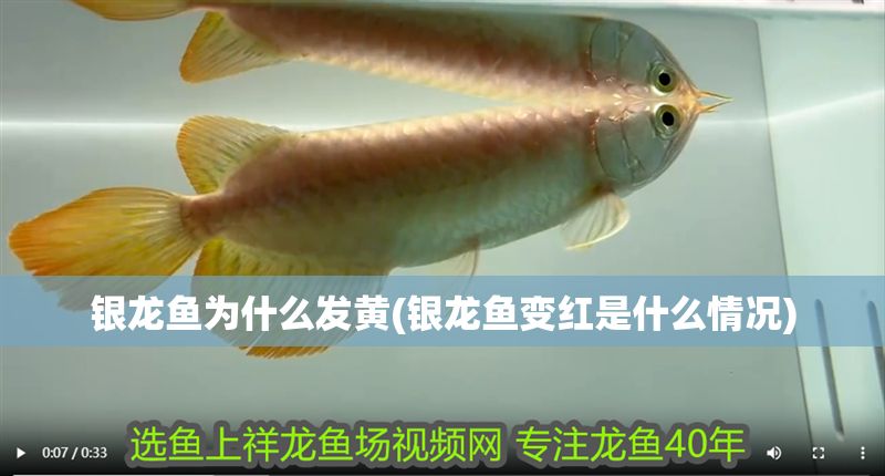 銀龍魚為什么發(fā)黃(銀龍魚變紅是什么情況)