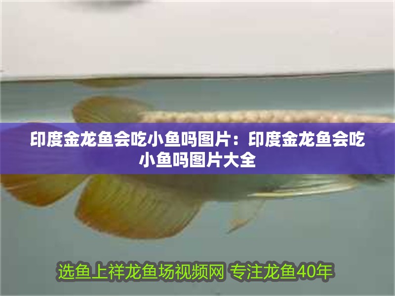 印度金龍魚會吃小魚嗎圖片：印度金龍魚會吃小魚嗎圖片大全