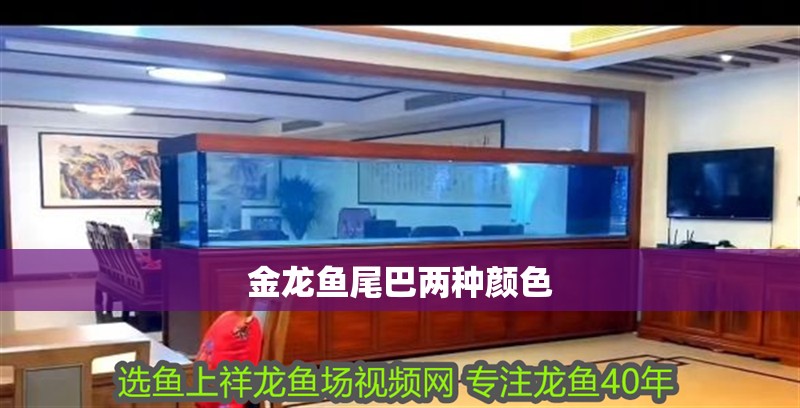 金龍魚尾巴兩種顏色