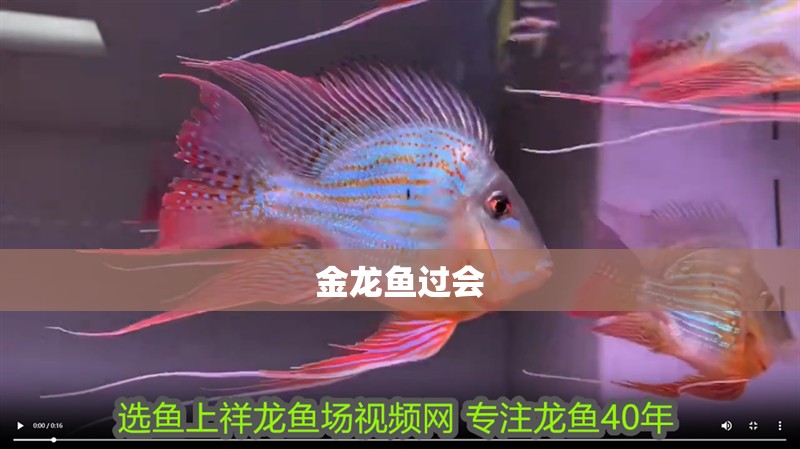 金龍魚過會