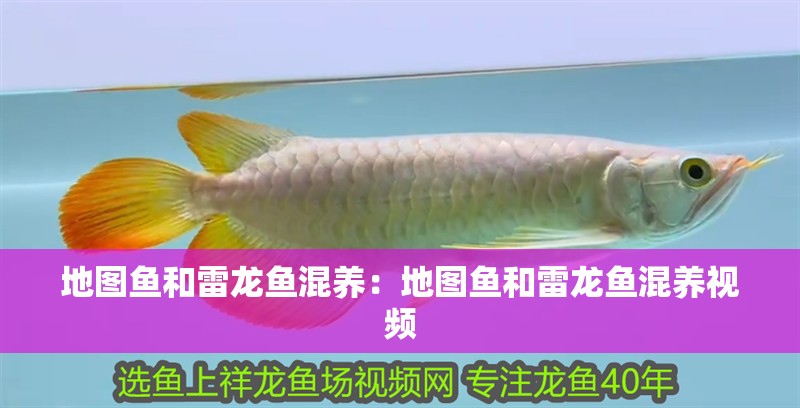 地圖魚和雷龍魚混養：地圖魚和雷龍魚混養視頻