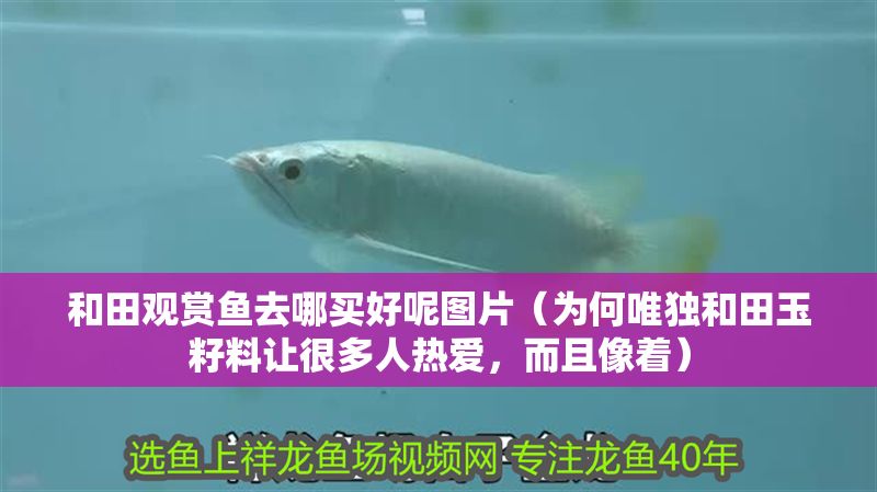 和田觀賞魚去哪買好呢圖片（為何唯獨和田玉籽料讓很多人熱愛，而且像著）