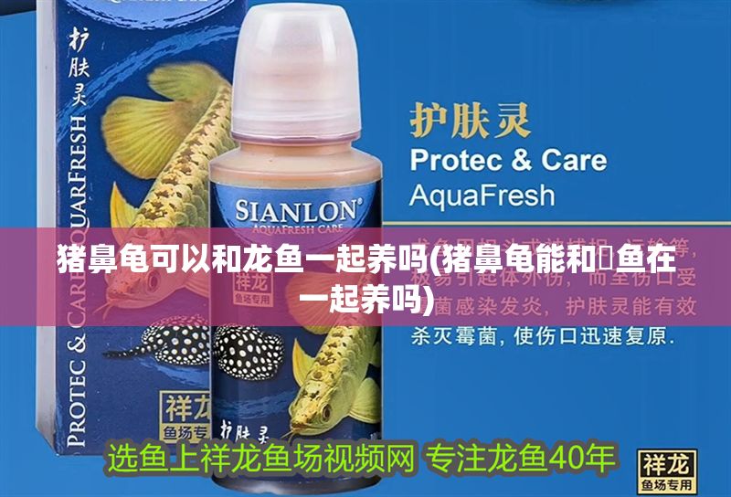 豬鼻龜可以和龍魚一起養嗎(豬鼻龜能和魟魚在一起養嗎)