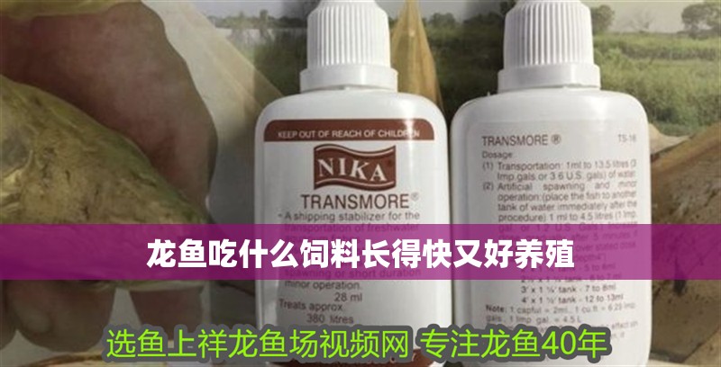 龍魚吃什么飼料長得快又好養(yǎng)殖