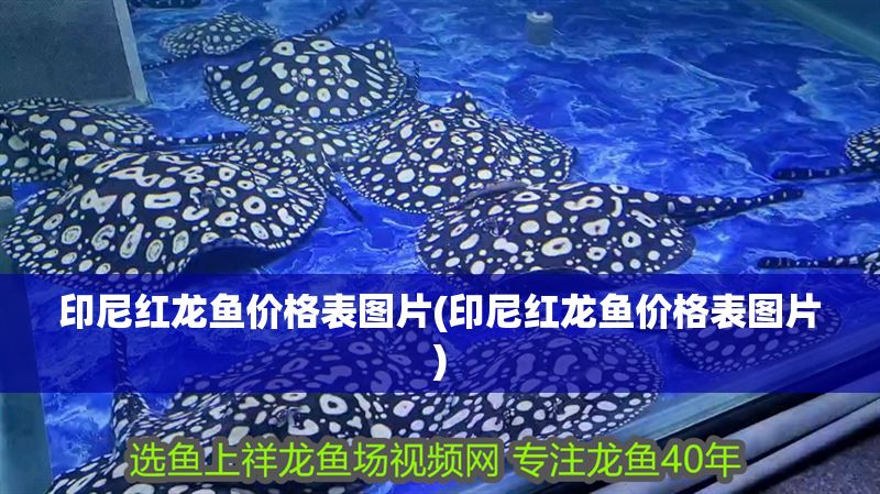 印尼紅龍魚價(jià)格表圖片(印尼紅龍魚價(jià)格表圖片)