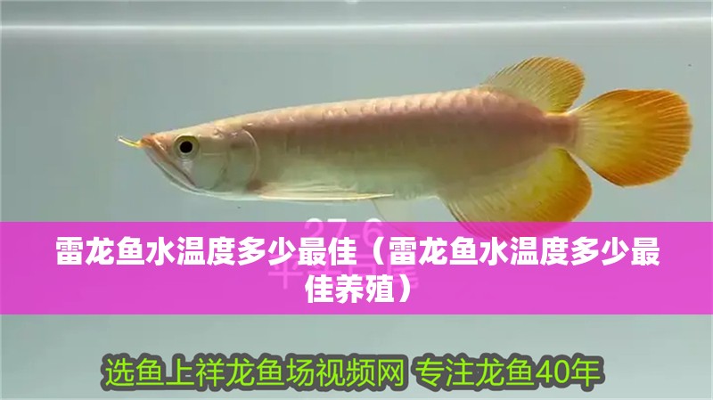 雷龍魚水溫度多少最佳（雷龍魚水溫度多少最佳養殖）