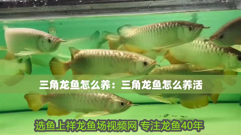 三角龍魚怎么養：三角龍魚怎么養活