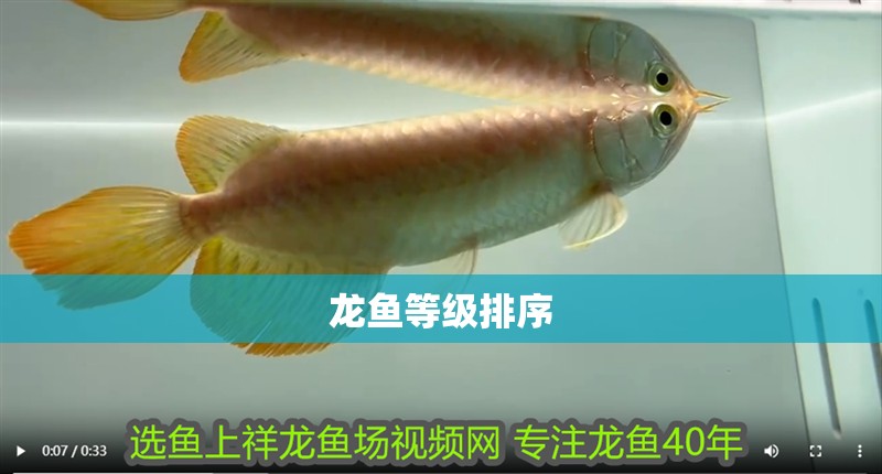 龍魚等級排序
