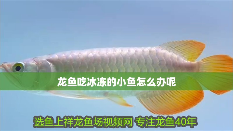 龍魚吃冰凍的小魚怎么辦呢