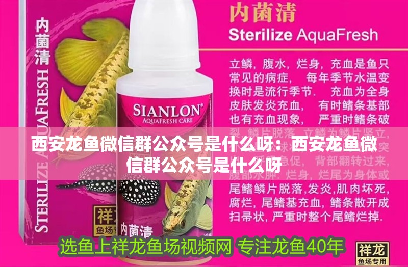 西安龍魚微信群公眾號是什么呀：西安龍魚微信群公眾號是什么呀