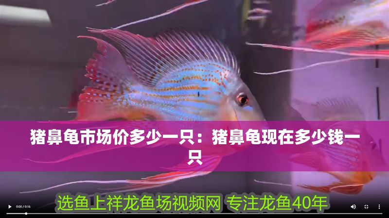 豬鼻龜市場價多少一只：豬鼻龜現在多少錢一只