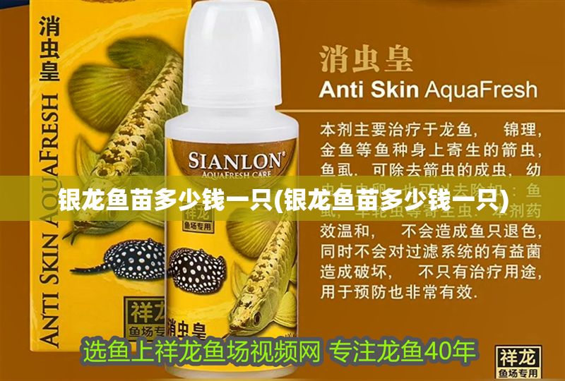 銀龍魚苗多少錢一只(銀龍魚苗多少錢一只)