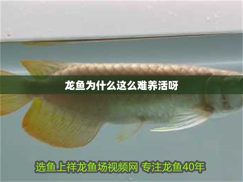 龍魚為什么這么難養(yǎng)活呀