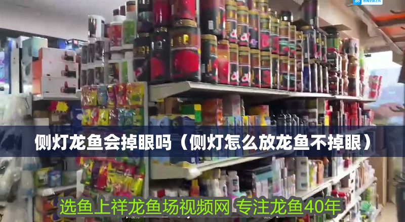 側燈龍魚會掉眼嗎（側燈怎么放龍魚不掉眼）