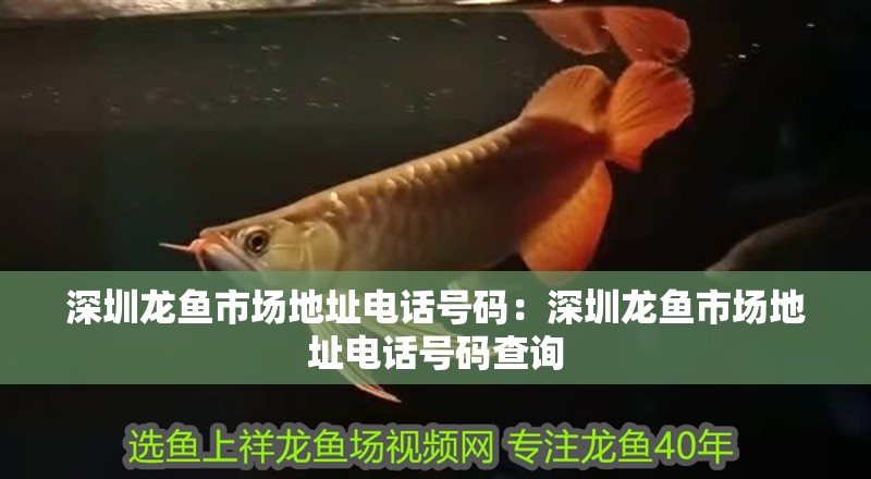 深圳龍魚市場地址電話號碼：深圳龍魚市場地址電話號碼查詢