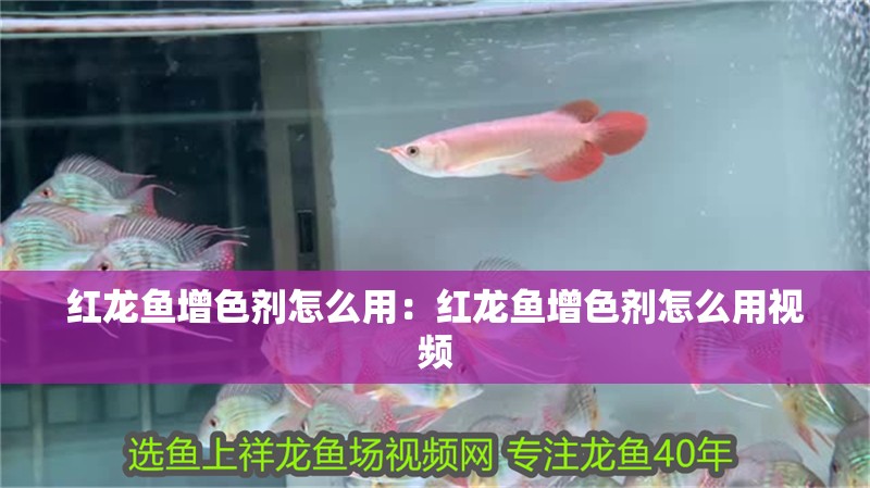 紅龍魚增色劑怎么用：紅龍魚增色劑怎么用視頻