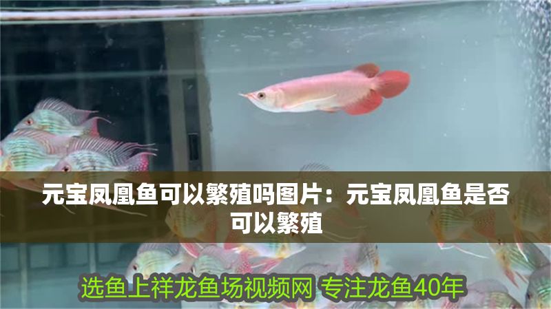 元寶鳳凰魚可以繁殖嗎圖片:元寶鳳凰魚是否可以繁殖 元寶鳳凰魚百科 第1張 元寶鳳凰魚可以繁殖嗎圖片:元寶鳳凰魚是否可以繁殖 元寶鳳凰魚可以繁殖嗎圖片:元寶鳳凰魚是否可以繁殖 元寶鳳凰魚百科 第1張