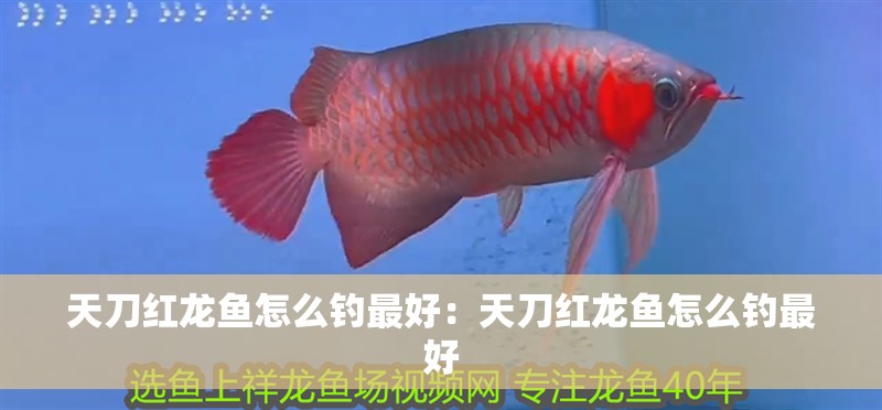 天刀紅龍魚怎么釣最好：天刀紅龍魚怎么釣最好