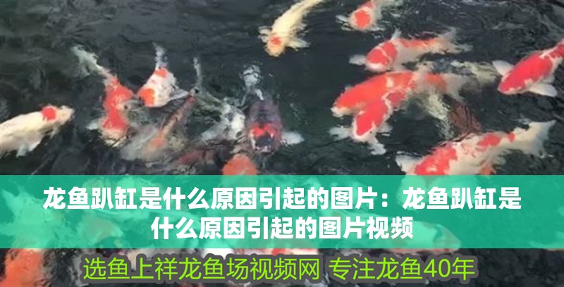 龍魚趴缸是什么原因引起的圖片：龍魚趴缸是什么原因引起的圖片視頻