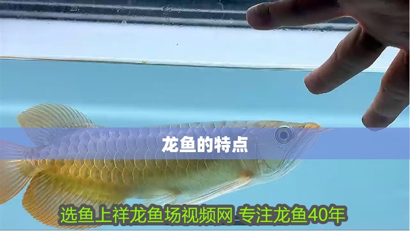 龍魚的特點