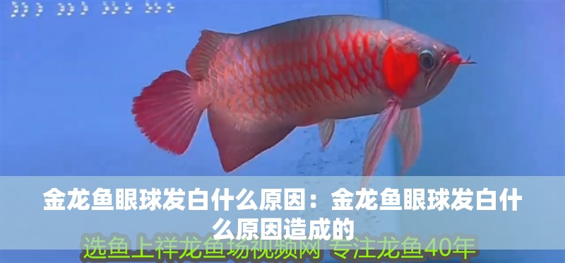 金龍魚眼球發白什么原因：金龍魚眼球發白什么原因造成的