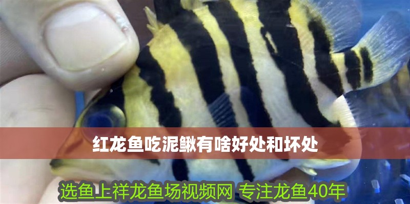 紅龍魚吃泥鰍有啥好處和壞處