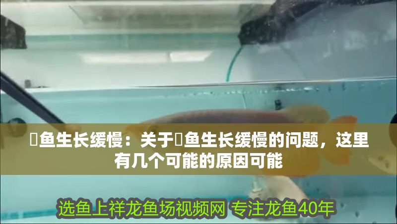 魟魚生長緩慢：關于魟魚生長緩慢的問題，這里有幾個可能的原因可能