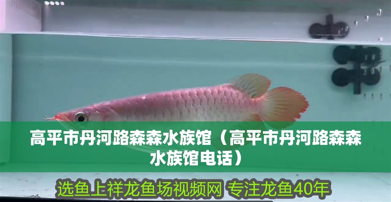 高平市丹河路森森水族館（高平市丹河路森森水族館電話）