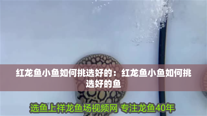 紅龍魚小魚如何挑選好的：紅龍魚小魚如何挑選好的魚