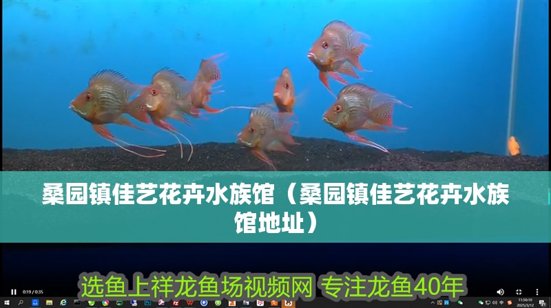桑園鎮佳藝花卉水族館（桑園鎮佳藝花卉水族館地址）