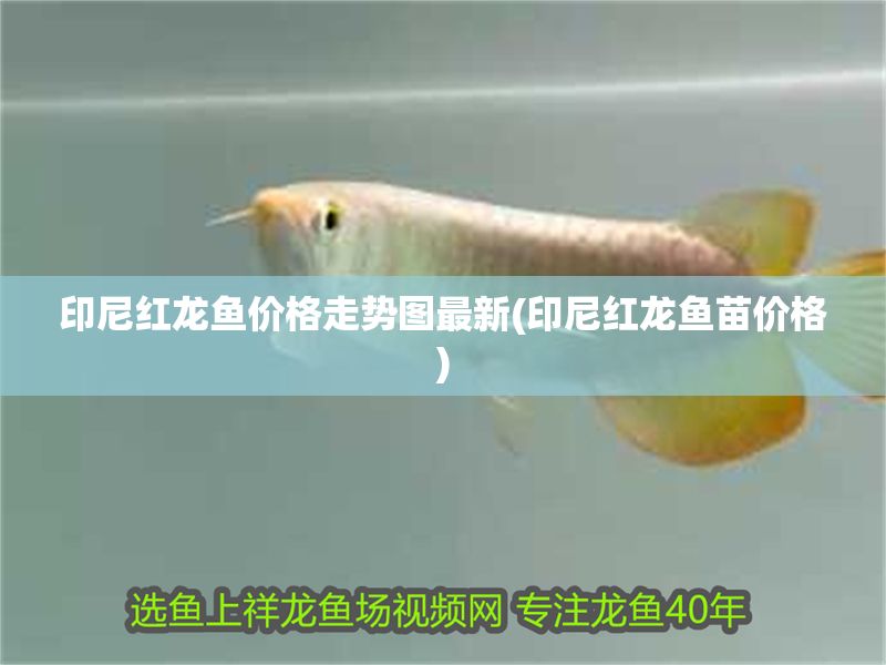 印尼紅龍魚價格走勢圖最新(印尼紅龍魚苗價格)