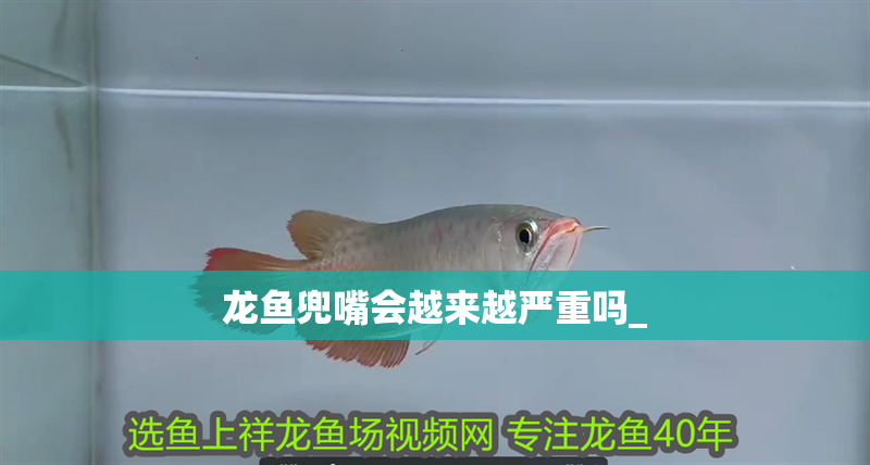龍魚兜嘴會越來越嚴重嗎_ 龍魚兜嘴會越來越嚴重嗎_ 龍魚百科 第2張