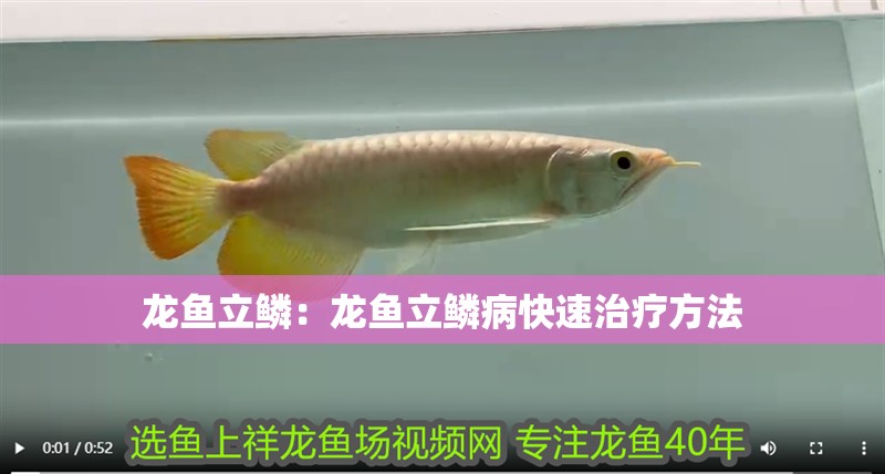 龍魚立鱗：龍魚立鱗病快速治療方法