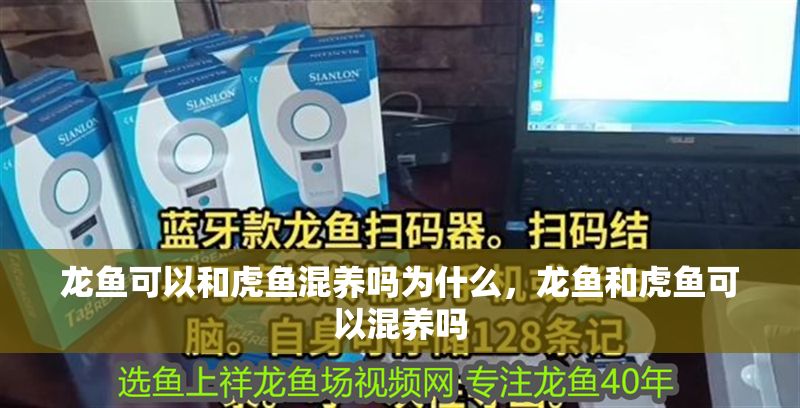 龍魚可以和虎魚混養嗎為什么，龍魚和虎魚可以混養嗎