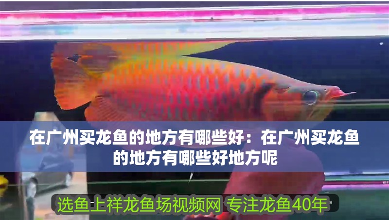 在廣州買(mǎi)龍魚(yú)的地方有哪些好：在廣州買(mǎi)龍魚(yú)的地方有哪些好地方呢