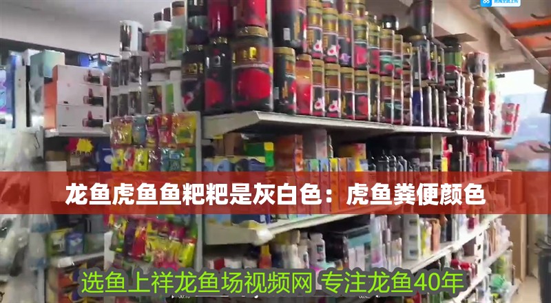 龍魚虎魚魚粑粑是灰白色：虎魚糞便顏色