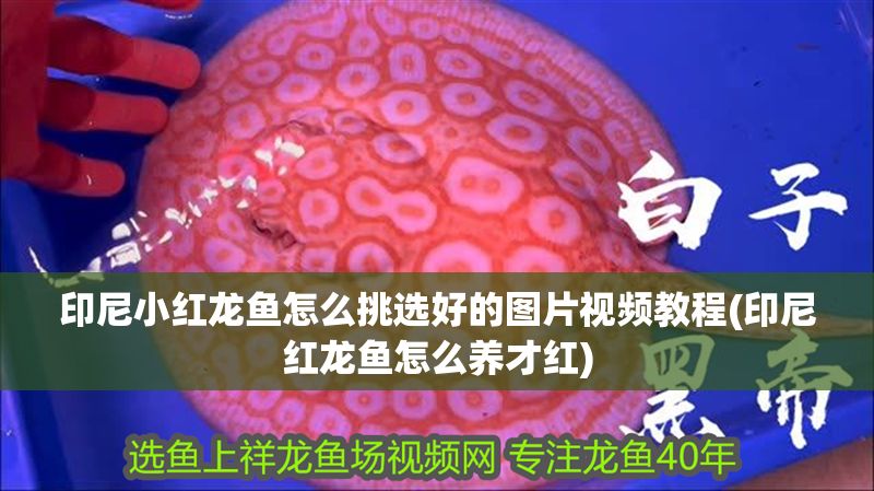 印尼小紅龍魚怎么挑選好的圖片視頻教程(印尼紅龍魚怎么養才紅)
