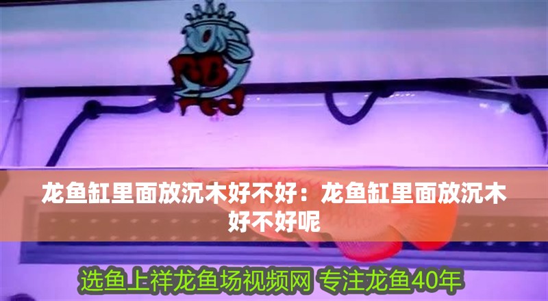 龍魚(yú)缸里面放沉木好不好：龍魚(yú)缸里面放沉木好不好呢