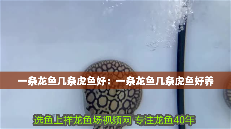 一條龍魚幾條虎魚好：一條龍魚幾條虎魚好養