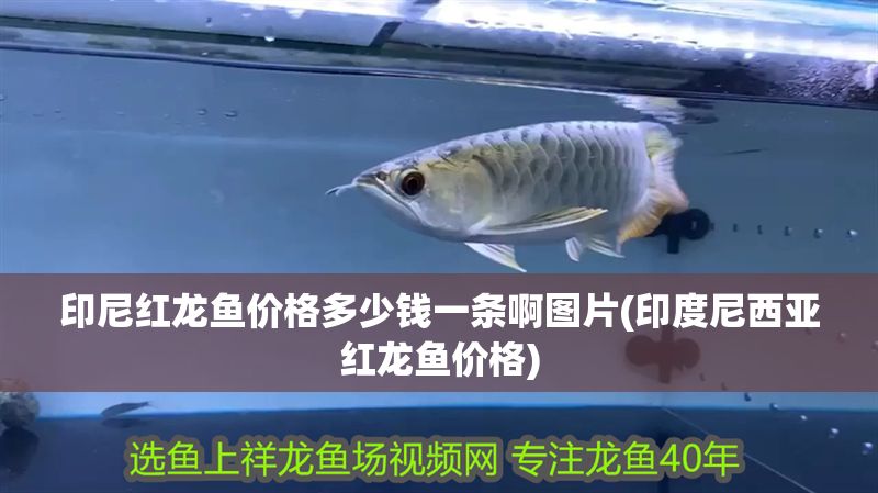 印尼紅龍魚價格多少錢一條啊圖片(印度尼西亞紅龍魚價格)