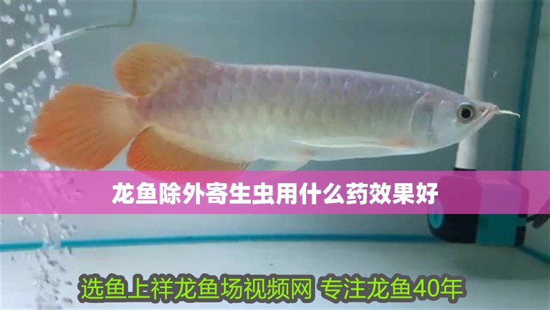 龍魚除外寄生蟲用什么藥效果好