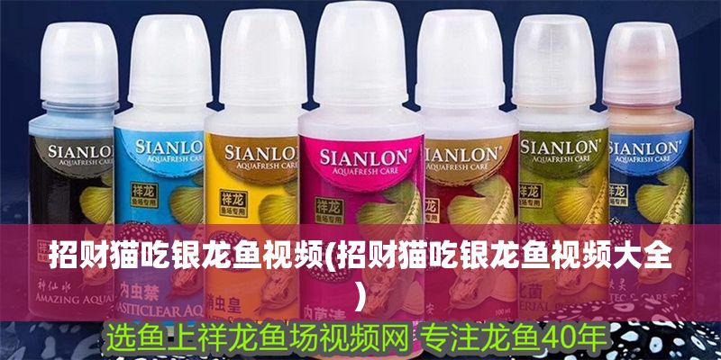 招財貓吃銀龍魚視頻(招財貓吃銀龍魚視頻大全)