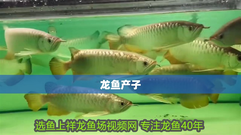 龍魚產子