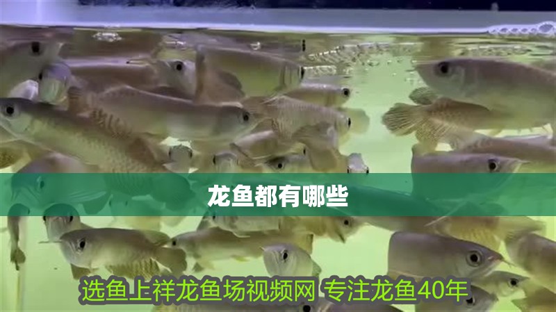 龍魚都有哪些