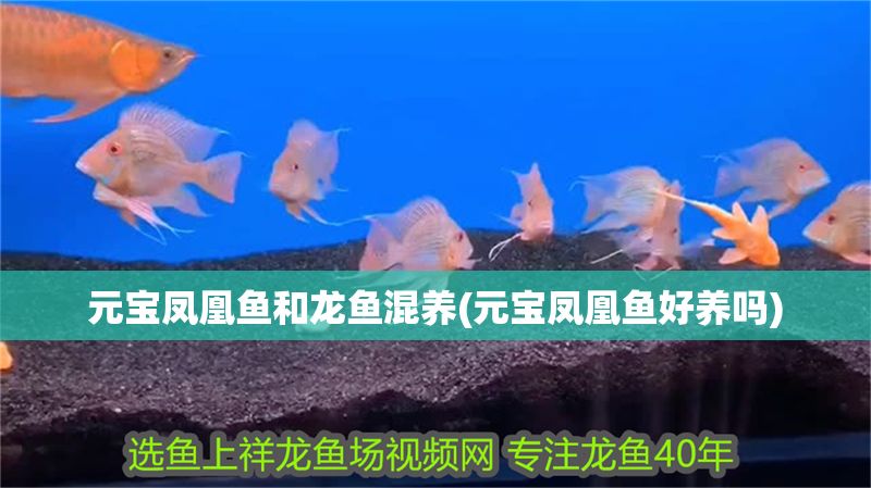 元寶鳳凰魚和龍魚混養(元寶鳳凰魚好養嗎)