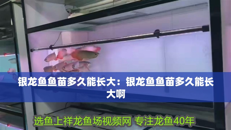 銀龍魚魚苗多久能長大：銀龍魚魚苗多久能長大啊