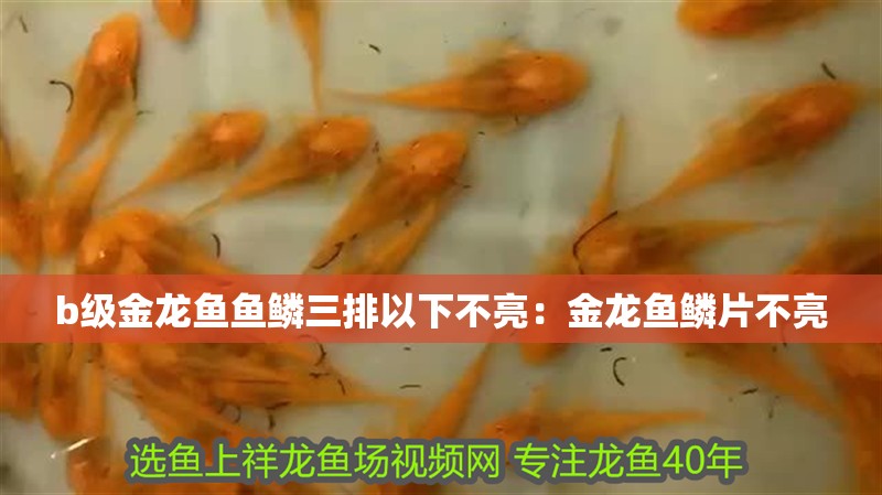 b級金龍魚魚鱗三排以下不亮:金龍魚鱗片不亮 水族問答 b級金龍魚魚鱗三排以下不亮:金龍魚鱗片不亮 b級金龍魚魚鱗三排以下不亮:金龍魚鱗片不亮 水族問答