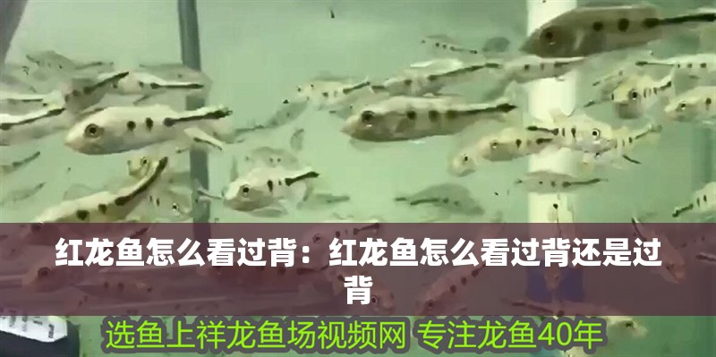 紅龍魚怎么看過背：紅龍魚怎么看過背還是過背